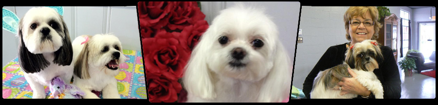 <div style='background-color: transparent; width: 900px; height: 56px; line-height: 65px; font-size: 14pt; overflow: hidden; background: transparent url(cap.png); display: block; color: #fff; text-align: center;'>
Grooming</div>