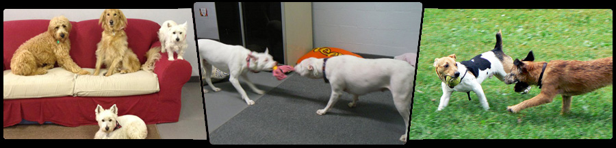 <div style='background-color: transparent; width: 900px; height: 56px; line-height: 65px; font-size: 14pt; overflow: hidden; background: transparent url(cap.png); display: block; color: #fff; text-align: center;'>
Doggy Day Care</div>